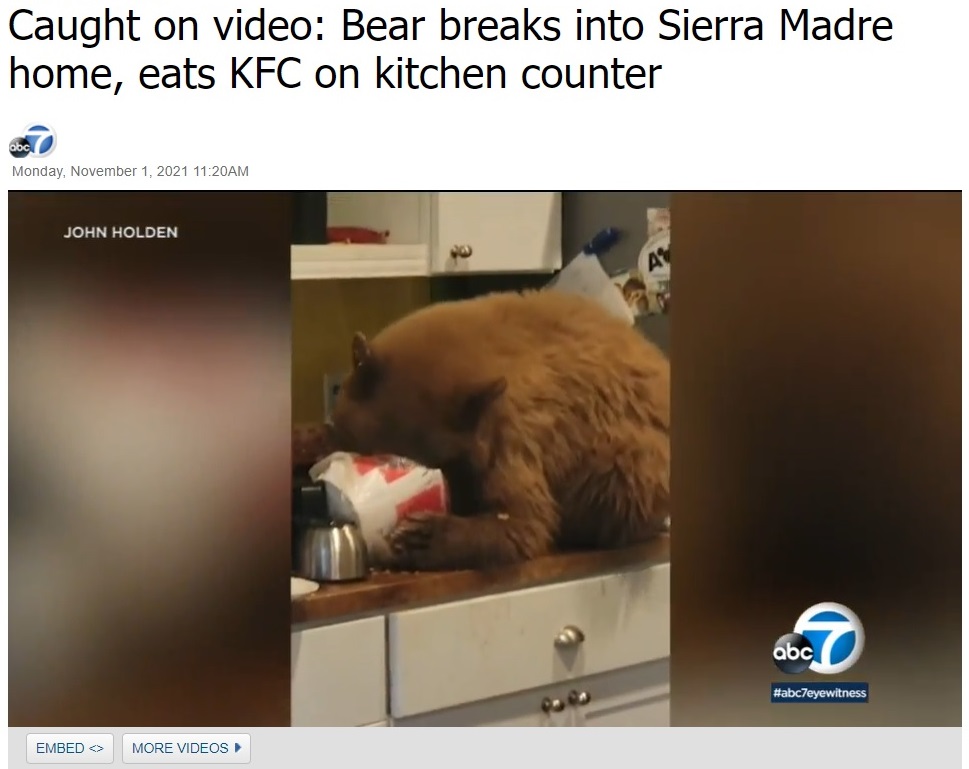 2021年、米カリフォルニア州の民家で撮影されたクマ。ケンタッキーフライドチキンの容器に顔を突っ込んでチキンを貪っていた（『ABC7　「Caught on video: Bear breaks into Sierra Madre home, eats KFC on kitchen counter」（JOHN HOLDEN）』より）