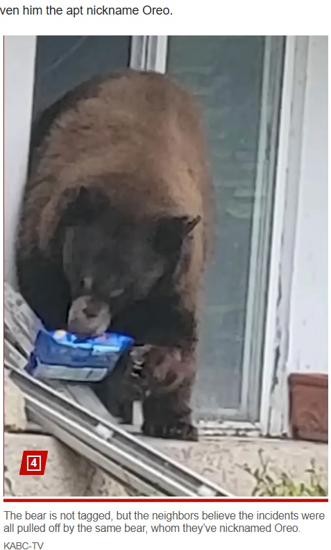 米カリフォルニア州で先月、民家に侵入して室内を物色し、オレオクッキーの袋を口にくわえて窓から出てきたクマ（『New York Post　「Bear breaks into homes to steal cookies in hilarious video ― and earns a cute nickname」（KABC-TV）』より）