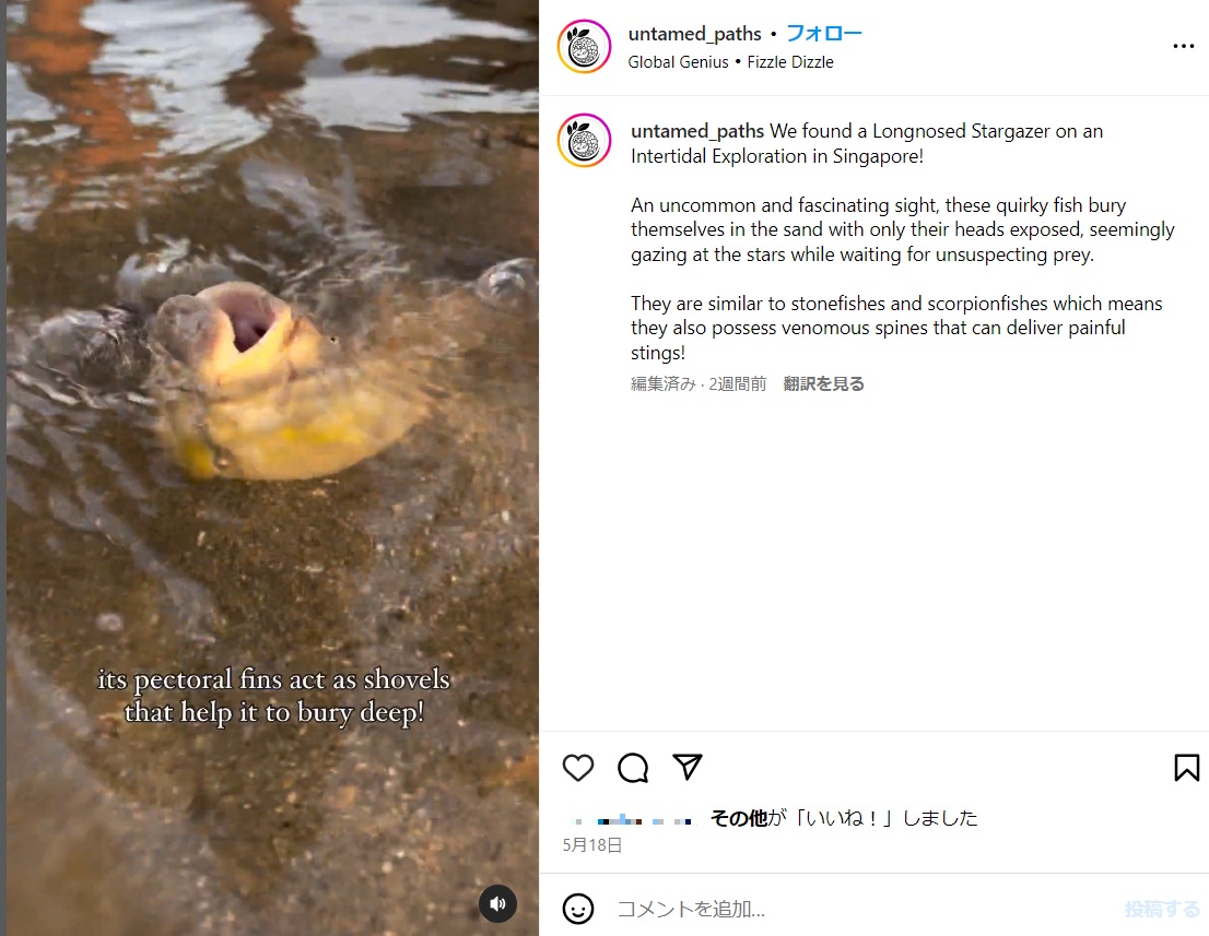 この魚の姿がSNSで拡散されると「怖すぎる」「海で出会ったら気絶する」などといった声が寄せられた（『The Untamed Paths　Instagram「We found a Longnosed Stargazer on an Intertidal Exploration in Singapore!」』より）