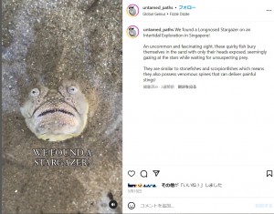分厚い唇と飛び出した目玉を持つこの魚は、砂の中に体を埋めて顔だけを出し、獲物を静かに待ち伏せしている（『The Untamed Paths　Instagram「We found a Longnosed Stargazer on an Intertidal Exploration in Singapore!」』より）