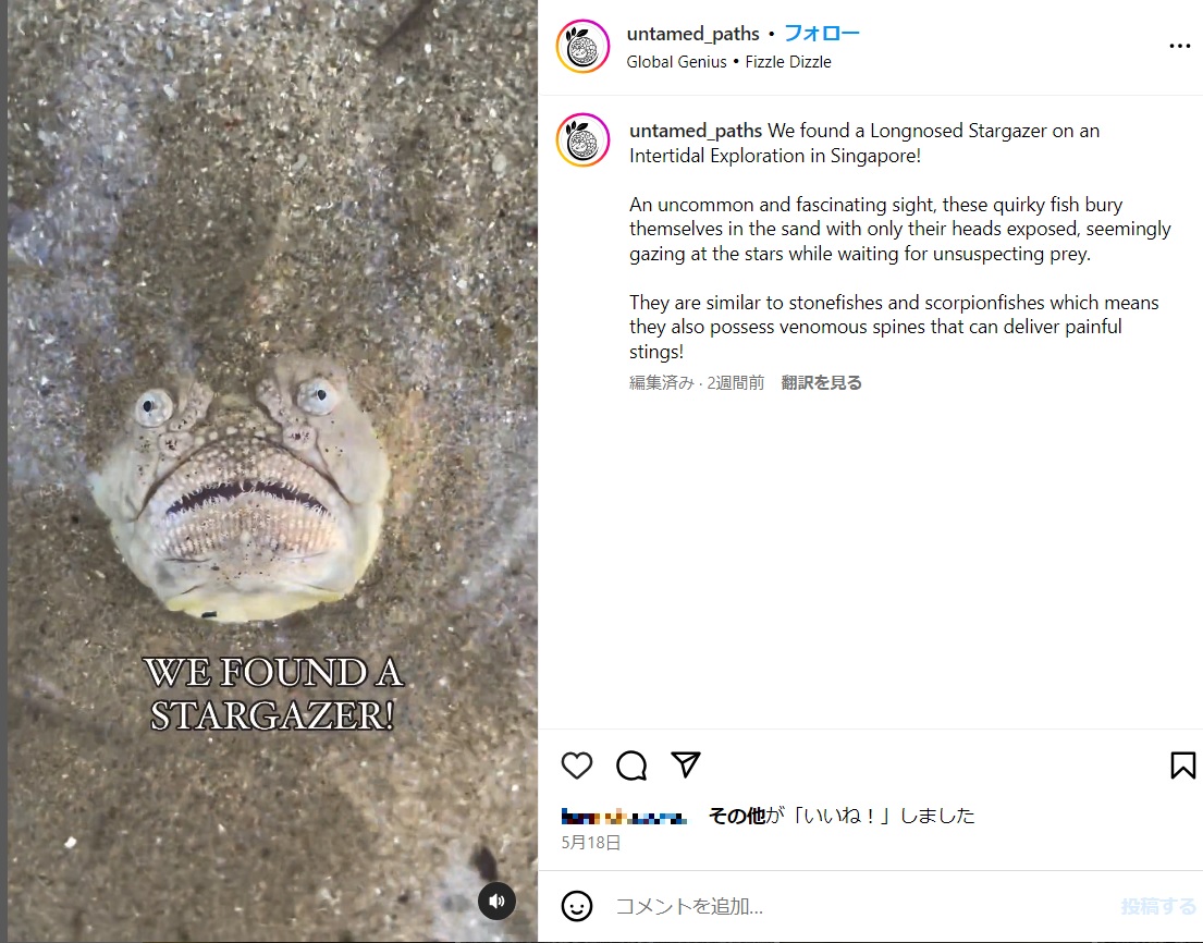 分厚い唇と飛び出した目玉を持つこの魚は、砂の中に体を埋めて顔だけを出し、獲物を静かに待ち伏せしている（『The Untamed Paths　Instagram「We found a Longnosed Stargazer on an Intertidal Exploration in Singapore!」』より）