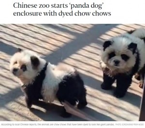 中国江蘇省の泰州動物園で今年5月、チャウチャウを染めた“パンダ犬”がお披露目されて物議を醸していた（『The Straits Times　「Chinese zoo starts ‘panda dog’ enclosure with dyed chow chows」（PHOTO: SCREENGRAB FROM WEIBO）』より）