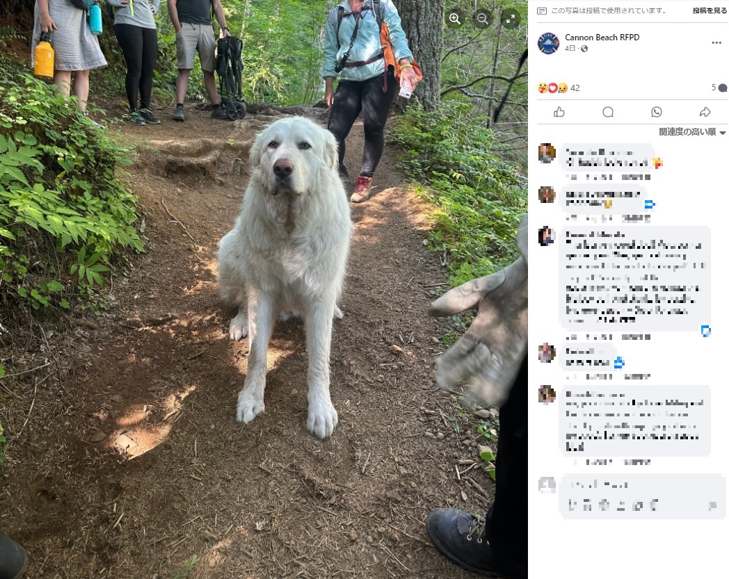 飼い主と山にきた大型犬。順調に進んでいたが突然、一歩も動けなくなってしまった（『Cannon Beach RFPD　Facebook「On July 12, 2024, this beautiful 160lbs great pyrenees was hiking saddle mountain when he suddenly refused to keep walking.」』より）