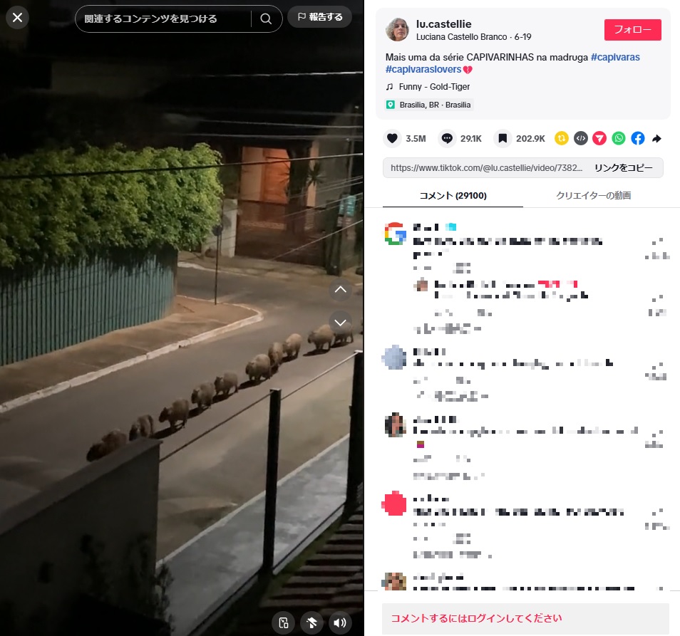 午前3時半、ブラジルのある住宅街で10頭以上のカピバラたちが一列になってゆっくりと歩く光景が撮影された（『Luciana Castello Branco　TikTok「Mais uma da série CAPIVARINHAS na madruga」』より）