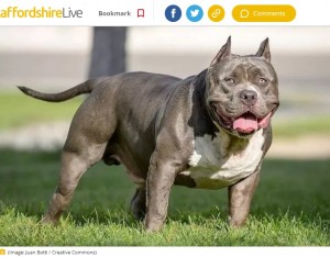 【海外発！Breaking News】危険犬種「アメリカンブリーXL」10歳女児の首を狙って襲う　飼い主は違法に飼育（英）