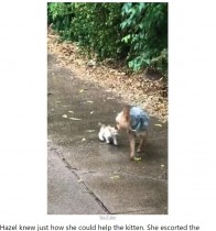 【海外発！Breaking News】「ママ、この子飼ってもいい？」庭から抜け出した犬、子猫を連れて帰る（米）＜動画あり＞