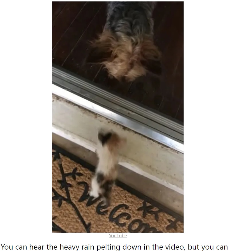 玄関の段差を上がれずにいる子猫を心配そうに見守るヘイゼル（『My Positive Outlooks　「Tiny dog out for potty break finds abandoned kitten on the street and leads it home to take shelter」（YouTube）』より）