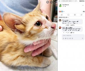 【海外発！Breaking News】4つの耳を持つ子猫　保護した動物保護団体「幸運が舞い込んできたよう」（米）＜動画あり＞