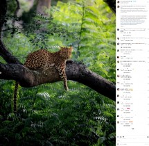 【海外発！Breaking News】瞳がエメラルド＆ゴールドのヒョウ　インドで撮影した写真家「母なる自然の驚異」