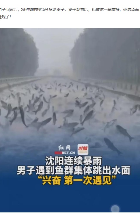 大雨に見舞われた中国遼寧省瀋陽市で先月末、大型魚が水面から飛び跳ね、川が沸騰したように沸き立つ様子が捉えられた（『手机网易网　「罕见景象！沈阳暴雨中的神奇一刻：男子目睹鱼群跃出水面兴奋不已」』より）