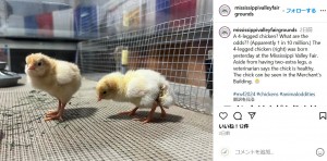 4本脚のヒヨコは1羽のヒヨコを友達にして、2羽一緒に育てられている（『Mississippi Valley Fairgrounds　Instagram「A 4-legged chicken?」』より）