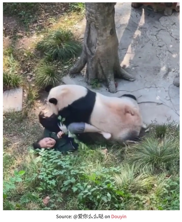 ディンディンに噛みつかれた飼育員の女性。苦痛から叫んでいた（『MustShareNews　「Panda attacks zookeeper in China, chases ＆ bites her in front of visitors」（Source: ＠爱你么么哒 on Douyin）』より）