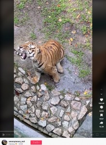 飼育員の機転によりホースの水を噴射されたトラは、後ずさりするものの明らかに怒っていた（『Haheng　TikTok「Unexpected free show harini dekat ＃zoojohor」』より）