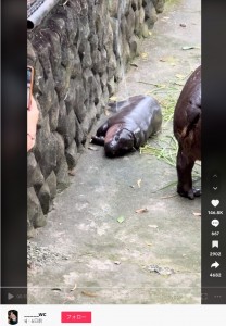 昼寝中のムーデンが来園客に突然水をかけられ飛び起きる（『ฟุ TikTok「ฟมาหาตอนใกล้ปิดแล้ว คงเหนื่อยแย่ แล้วเอาน้ำเทใส่น้องอีก #น้องหมูเด้ง #สวนสัตว์」』より）