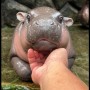 【海外発！Breaking News】タイの動物園で人気のコビトカバの赤ちゃん、かわいさゆえに客からの悪質行為が相次ぐ＜動画あり＞