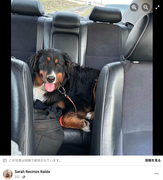 15日間行方不明だった犬。無事に崖から救出される（『Sarah Recinos Ralda　Facebook「UPDATE on Mali: she’s been found and saved from the cliffs below the lighthouse by a group of amazing people.」』より）