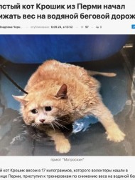 【海外発！Breaking News】体重17キロ！　超肥満の野良猫、減量トレーニングに励む（露）＜動画あり＞