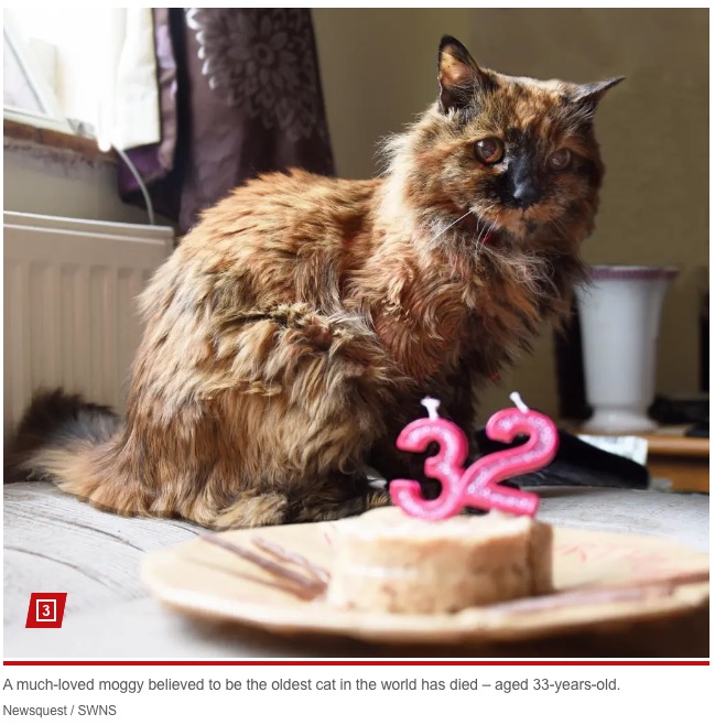 昨年の6月1日の32歳の誕生日を迎えた長寿猫のロージー（『New York Post「World’s oldest cat dead at 33: ‘We had our time together’」（Newsquest / SWNS）』より）