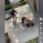 【海外発！Breaking News】動物園でパンダが豹変　来園客の前で飼育員に襲いかかり噛みつく（中国）＜動画あり＞