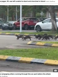 【海外発！Breaking News】公園をジョギング中、カワウソの群れに襲撃された女性のアフターに衝撃（マレーシア）＜動画あり＞