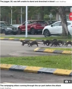 【海外発！Breaking News】公園をジョギング中、カワウソの群れに襲撃された女性のアフターに衝撃（マレーシア）＜動画あり＞