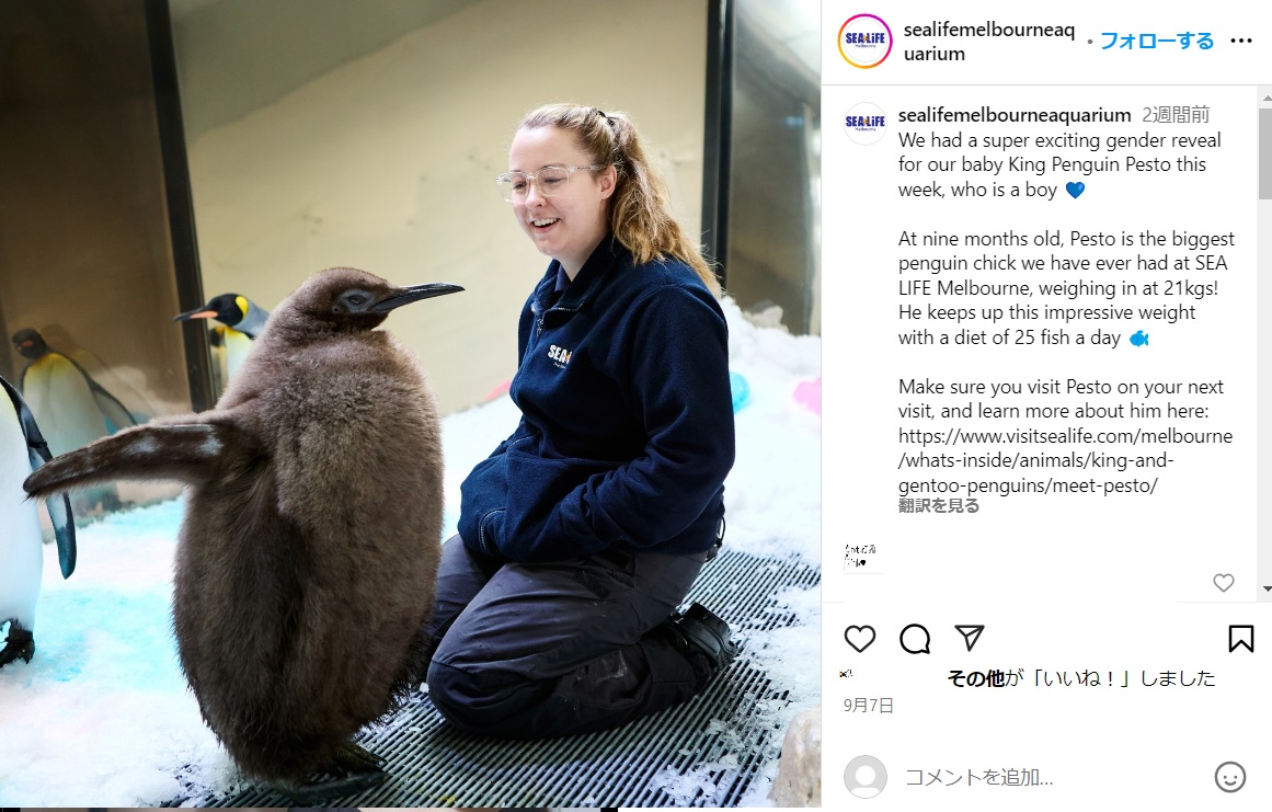 飼育されている水族館史上、最大のサイズに成長したオウサマペンギンのヒナ。その大きさに、飼育員も来館者も驚いている（『SEA LIFE Melbourne　Instagram「We had a super exciting gender reveal for our baby King Penguin Pesto this week, who is a boy」』より）