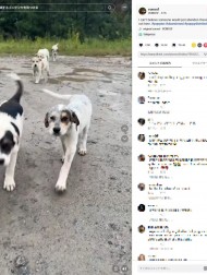 【海外発！Breaking News】泥だらけの道端で5匹の捨て犬を保護、里親探しに尽力した男性（米）＜動画あり＞