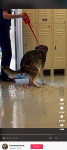 犬は大量にオービーズを食べてしまったことで、無数のビーズが排泄された（『Droogs　TikTok「Just another day in the ER」』より）