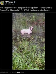 【海外発！Breaking News】犬を柱に繋いで置き去り、ハリケーン「ミルトン」で避難した飼い主に怒りの声（米）＜動画あり＞