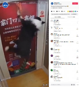 宙吊りの状態になった犬が必死にもがいたところ、ハーネスから抜け出した（『Daily Mail　TikTok「This pup’s life flashed before it’s eyes」』より）