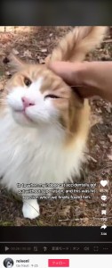 飼い主の姿を見て、甘えるように「ニャー！　ニャー！」と鳴き続ける猫（『tax fraud　TikTok「He is leash trained, never been on an adventure alone so he had a lot to tell us.」』より）