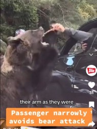 【海外発！Breaking News】「なんて愚か！」車窓からクマに餌を与えた観光客、腕を掴まれ襲われる（ルーマニア）＜動画あり＞