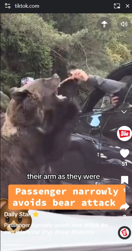 ルーマニアの国道トランスファガラシャン（Transfagarasan）で、ヒグマに車窓から餌を与える観光客（『Daily Star　TikTok「Passenger narrowly avoids bear attack」』より）