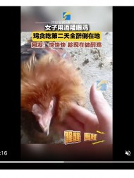 【海外発！Breaking News】大量の酒粕を食べたニワトリ、次々と泥酔して飼い主大慌て（中国）＜動画あり＞