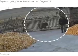 門に体当たりするトラを見た男性は、背を向けて慌てて逃げていた（『Firstpost　「WATCH: Farmer narrowly escapes as Siberian tiger charges at him in China’s Heilongjiang province」（Screengrab）』より）