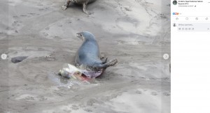 羊膜が破れ、中の赤ちゃんの姿が少しだけ見える（『St Abb’s Head National Nature Reserve NTS　Facebook「Natures miracle」』より）