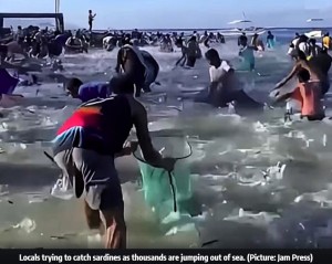 【海外発！Breaking News】まるでイワシ風呂！　海の浅瀬にイワシの大群で地元民らは大興奮（フィリピン）＜動画あり＞