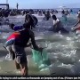 【海外発！Breaking News】まるでイワシ風呂！　海の浅瀬にイワシの大群で地元民らは大興奮（フィリピン）＜動画あり＞