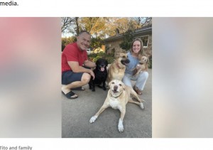 名前を変え、ダラス郊外マーフィーに住む家族とともに数匹の犬と暮らし始めたティト（『FOX 4 News Dallas-Fort Worth　「Horrifically matted dog get a new look and a new home」』より）