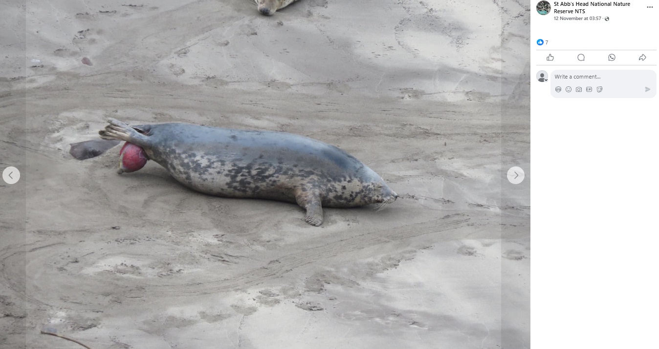 砂浜の上に寝そべる母アザラシの後ろ足の合間から、赤いボールのような塊が飛び出している（『St Abb’s Head National Nature Reserve NTS　Facebook「Natures miracle」』より）