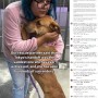 【海外発！Breaking News】飼い主の離婚でシェルターに引き渡された犬、スタッフにしがみつき悲しすぎるハグ（米）＜動画あり＞