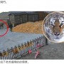 【海外発！Breaking News】野生のトラが農家の門に体当たり　九死に一生を得た74歳男性（中国）＜動画あり＞