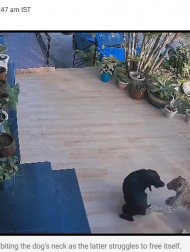 【海外発！Breaking News】中庭にいた飼い犬、ヒョウが飛びかかるも間一髪で助かる（印）＜動画あり＞