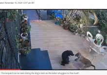 【海外発！Breaking News】中庭にいた飼い犬、ヒョウが飛びかかるも間一髪で助かる（印）＜動画あり＞