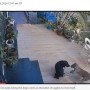 【海外発！Breaking News】中庭にいた飼い犬、ヒョウが飛びかかるも間一髪で助かる（印）＜動画あり＞