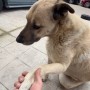 【海外発！Breaking News】餌を与えていた野良犬からの思わぬ“プレゼント”に感激した男性「愛は存在する」（トルコ）＜動画あり＞