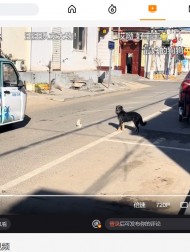 【海外発！Breaking News】道路の真ん中に座り込む子猫を、安全な場所に優しく運ぶ犬（中国）＜動画あり＞