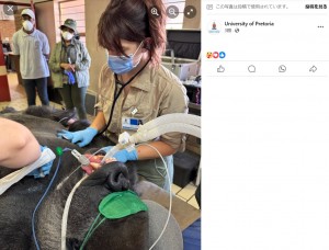 全身麻酔をかけられた状態で治療を受けるビンガ（『University of Pretoria　Facebook「Binga, a 23-year-old silverback gorilla from the Pretoria Zoo」』より）