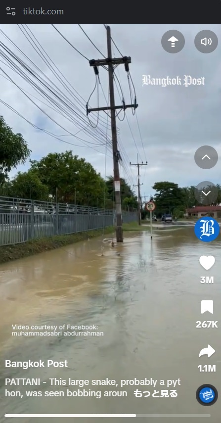 11月下旬から12月初めにかけて洪水が発生し、道路が冠水したタイ南部。1日、深南部パッターニーの町で巨大なヘビが撮影された（『Bangkok Post　TikTok「PATTANI - This large snake, probably a python, was seen bobbing around in the floodwater in southern Thailand, causing some consternation.」』より）