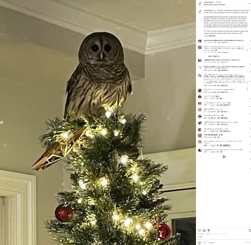 捕獲にあたったスペンサーさんは「クリスマスツリーの上から私たちを見つめるフクロウの姿は、絵に描いたような完璧な瞬間だった」と話している（『AWLA　Instagram「Twas the week before Christmas, and perched on the tree was an unexpected visitor as majestic as can be!」』より）